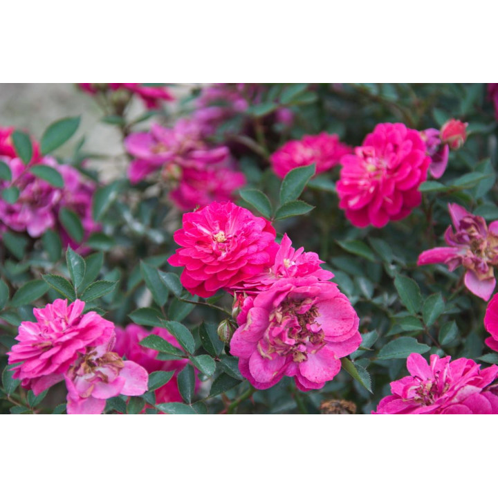 Róża Purple Rain®