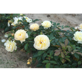 Róża Sonnenschirm®