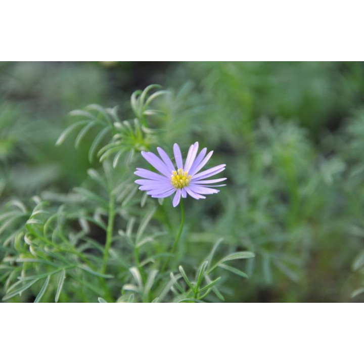 Czubatka (Brachyscome)