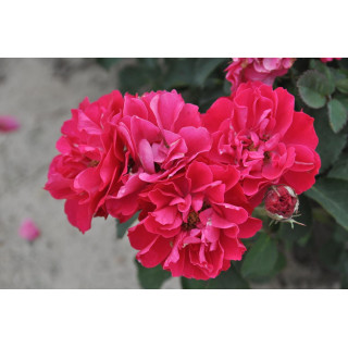 Róża John Franklin