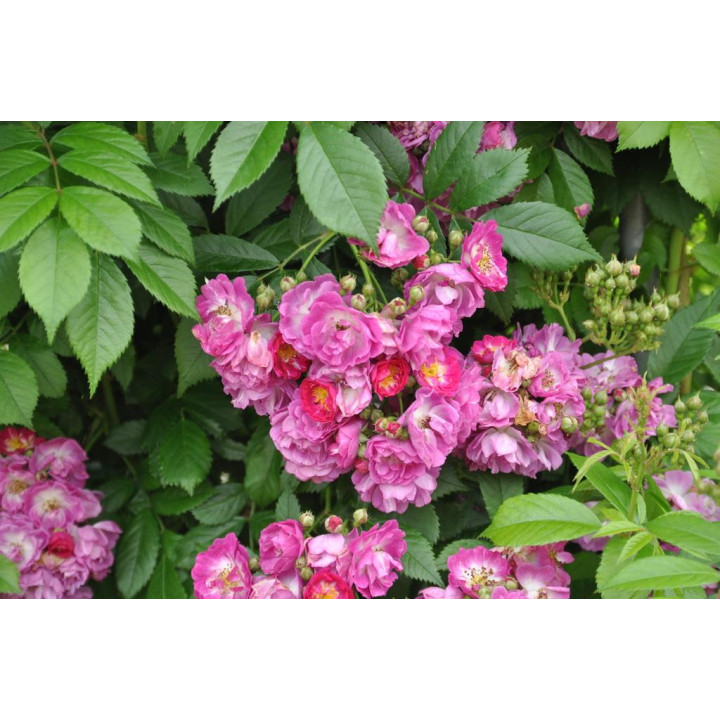 Róża Perennial Blue® ADR 2013