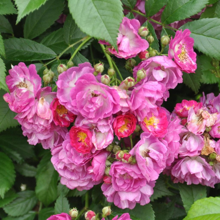 Róża Perennial Blue® ADR 2013