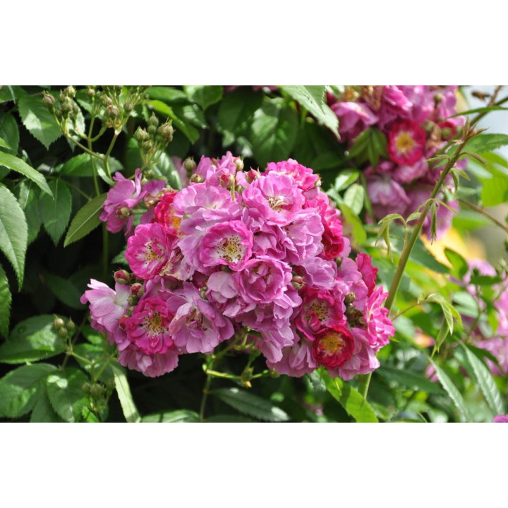 Róża Perennial Blue® ADR 2013