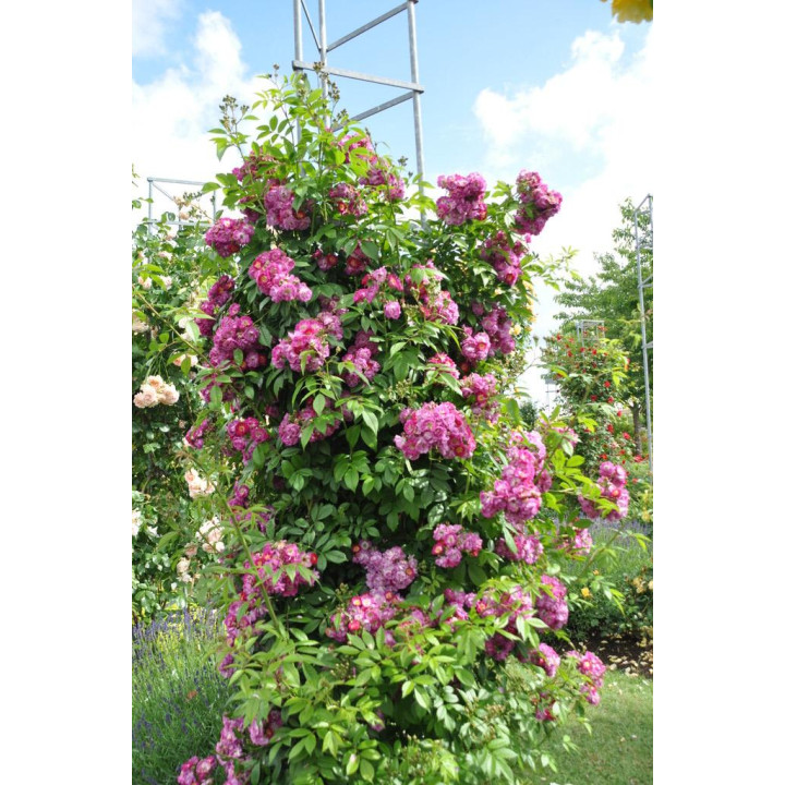 Róża Perennial Blue® ADR 2013