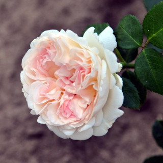 Róża Sebastian Kneipp®