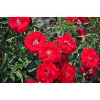 Róża Mainaufeuer®