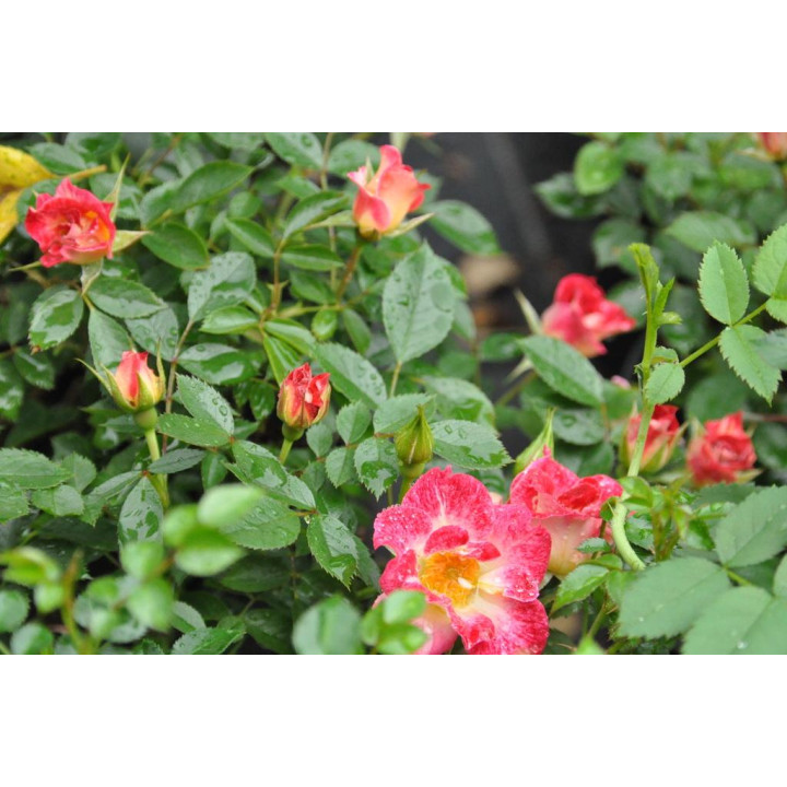 Róża Little Artist