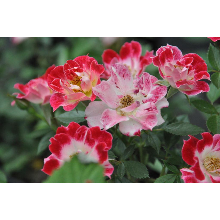 Róża Little Artist