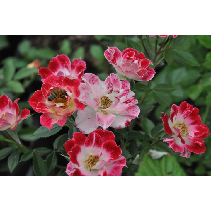 Róża Little Artist