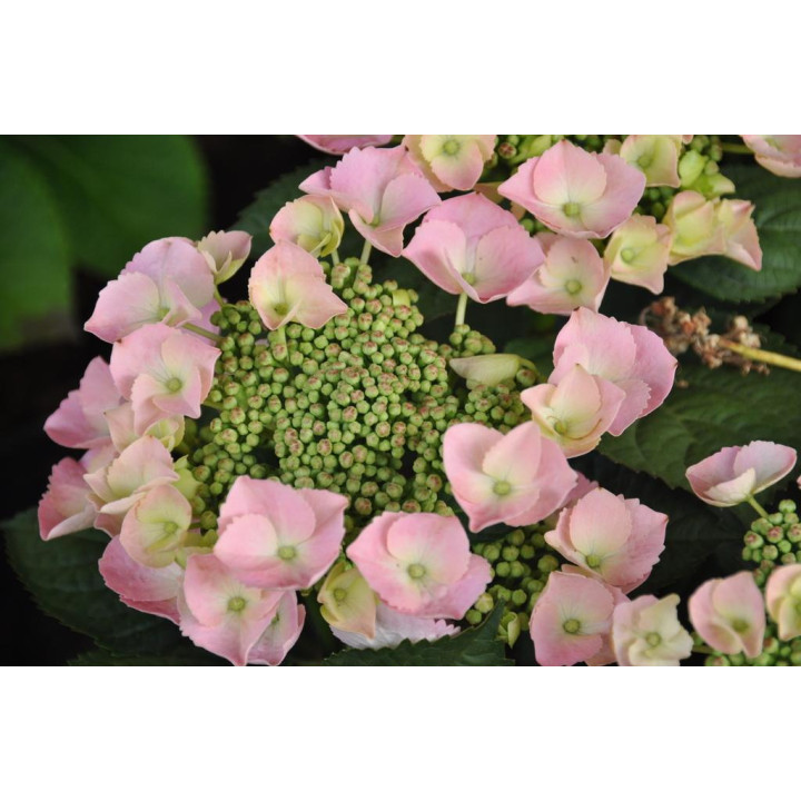 Hortensja ogrodowa Frisbee Rosa