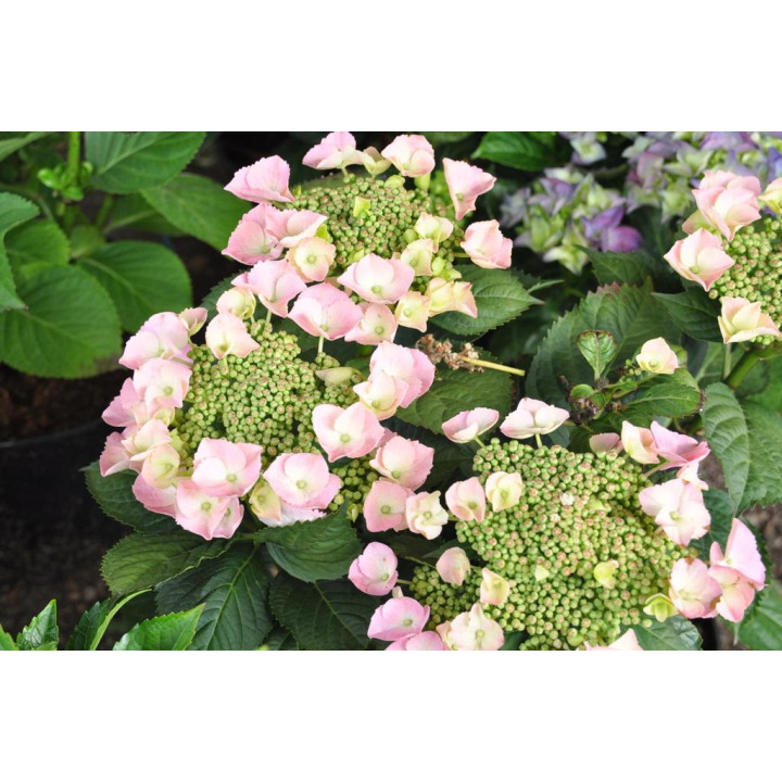 Hortensja ogrodowa Frisbee Rosa