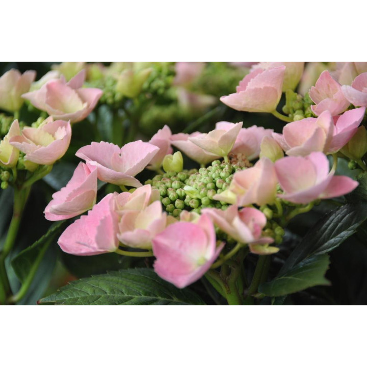 Hortensja ogrodowa Frisbee Rosa