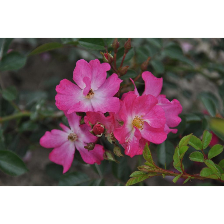 Róża Fil des Saisons®