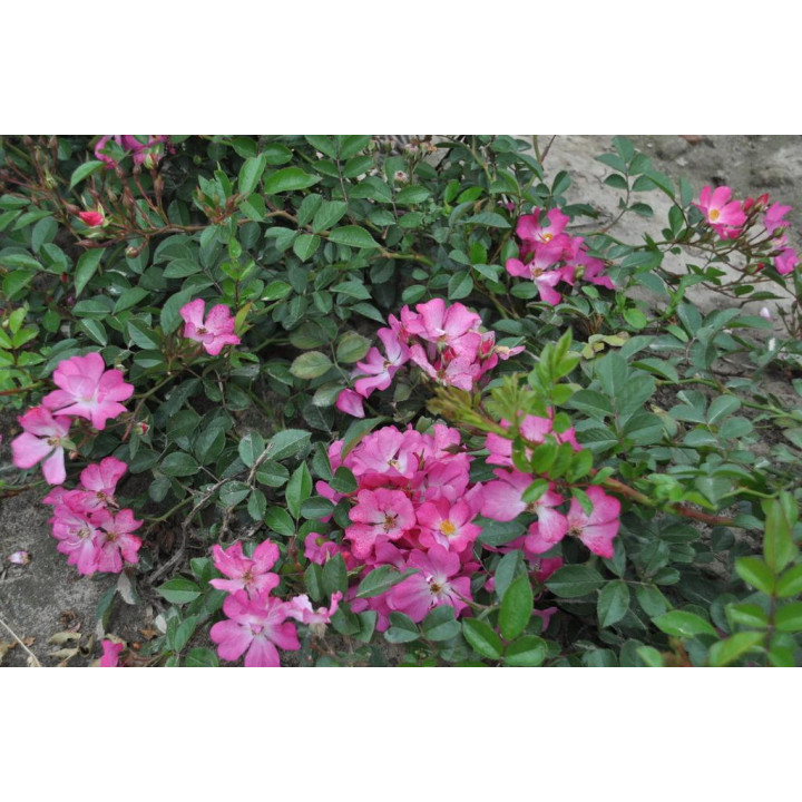 Róża Fil des Saisons®