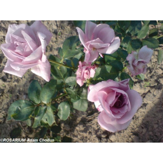 Róża Mainzer Fastnacht®