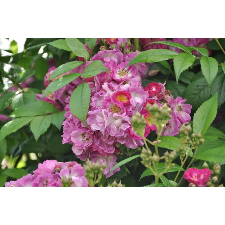 Róża Perennial Blue® ADR 2013