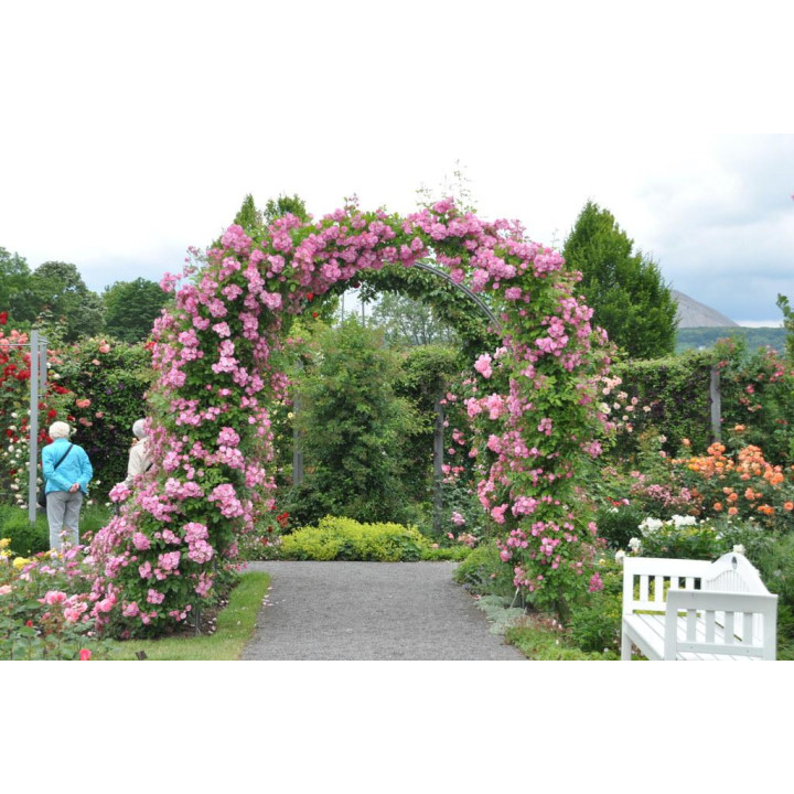 Róża Perennial Blue® ADR 2013