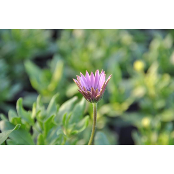 Osteospermum (w Polsce nazywane czasami stokrotką)