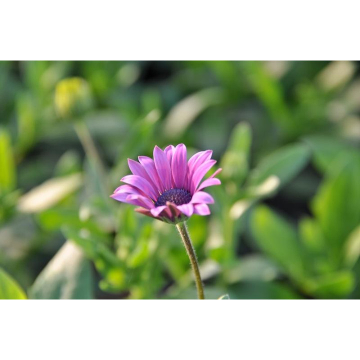 Osteospermum (w Polsce nazywane czasami stokrotką)