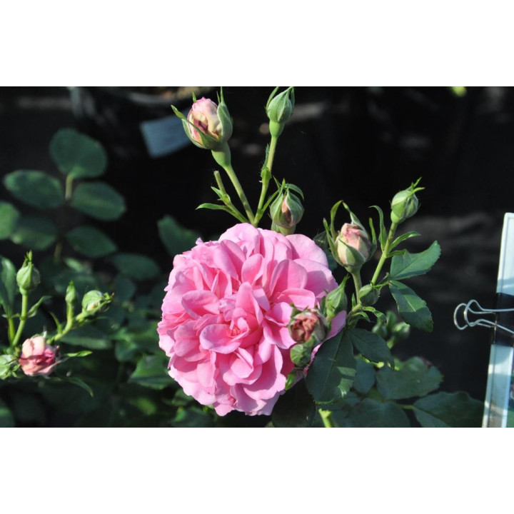 Róża Uetersens Rosenprinzessin®