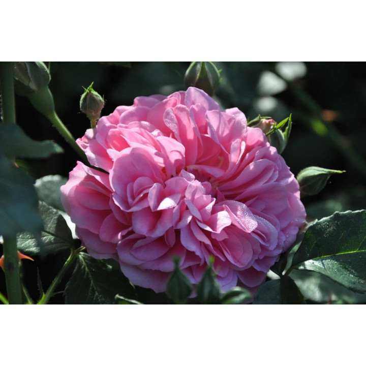 Róża Uetersens Rosenprinzessin®