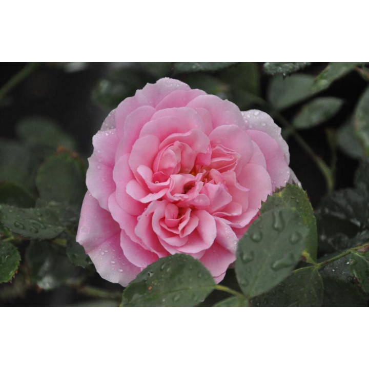 Róża Uetersens Rosenprinzessin®