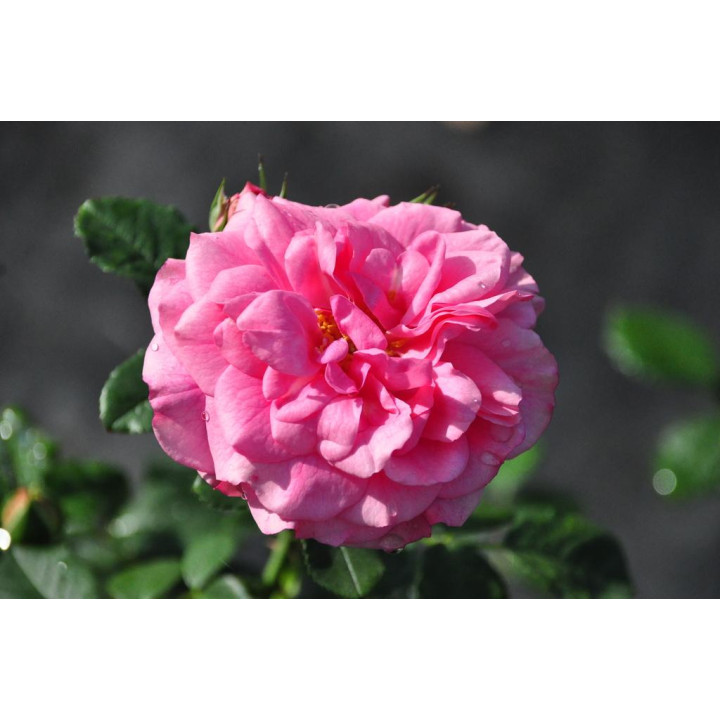 Róża Uetersens Rosenprinzessin®