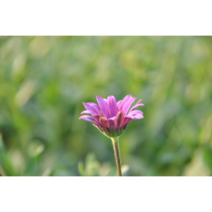 Osteospermum (w Polsce nazywane czasami stokrotką)