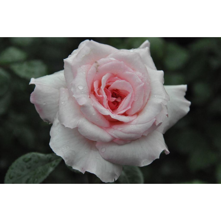 Róża Bremer Stadtmusikanten®