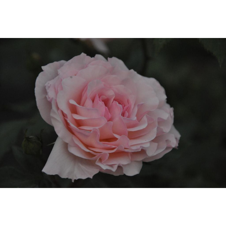 Róża Bremer Stadtmusikanten®