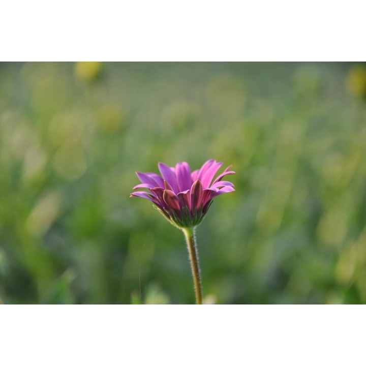 Osteospermum (w Polsce nazywane czasami stokrotką)