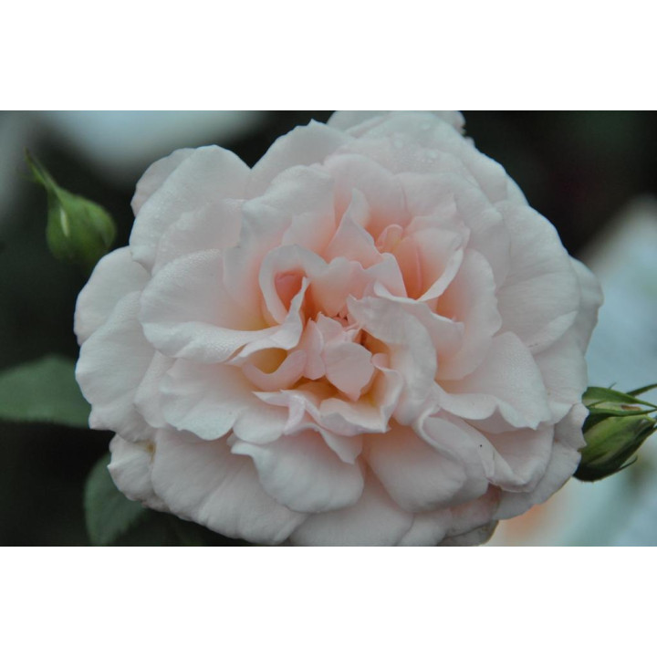 Róża Bremer Stadtmusikanten®