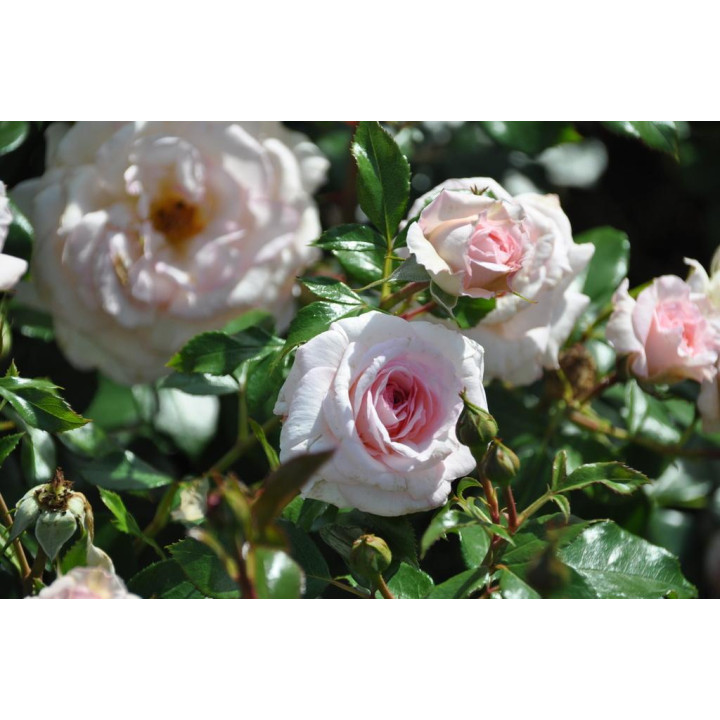 Róża Bremer Stadtmusikanten®