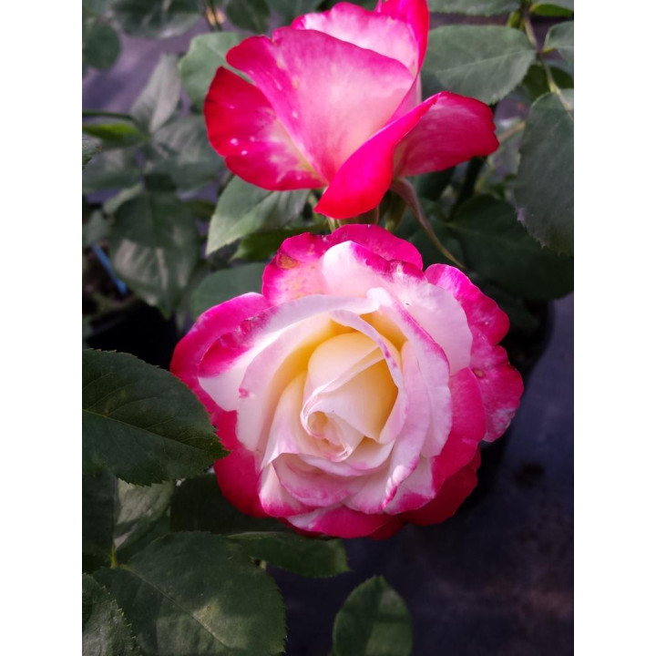 Róża Double Delight