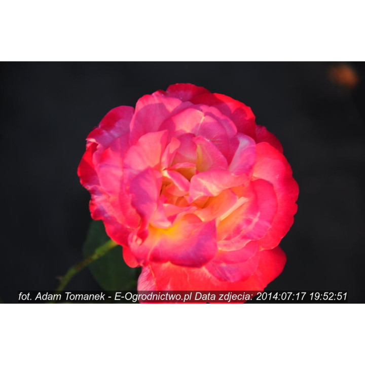 Róża Double Delight