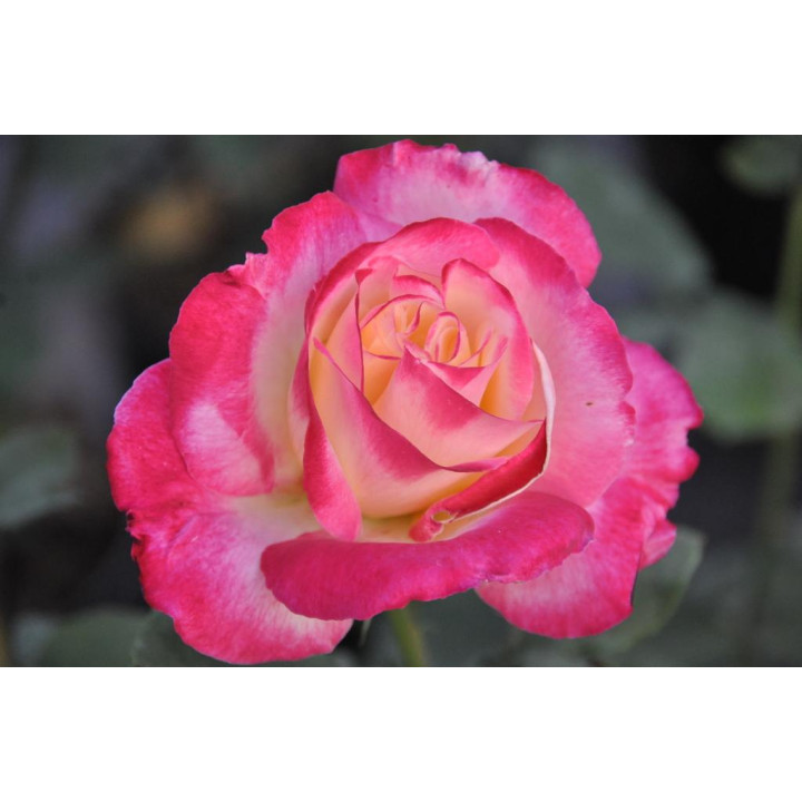 Róża Double Delight