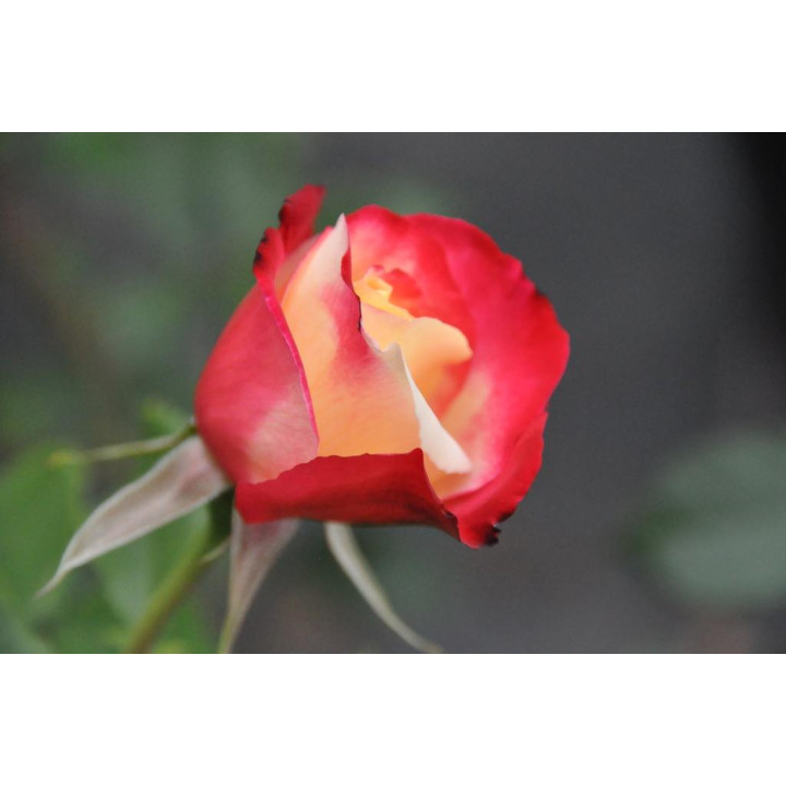 Róża Double Delight