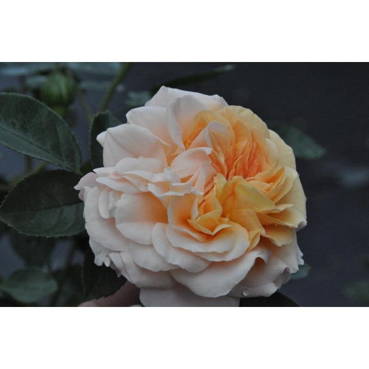 Róża Sangerhäuser Jubileumsrose®