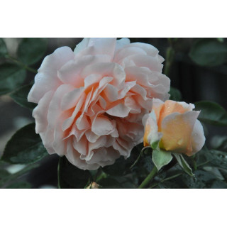 Róża Sangerhäuser Jubileumsrose®