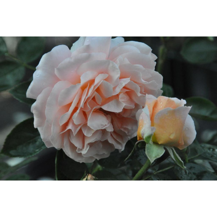 Róża Sangerhäuser Jubileumsrose®