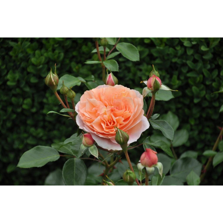 Róża Sangerhäuser Jubileumsrose®