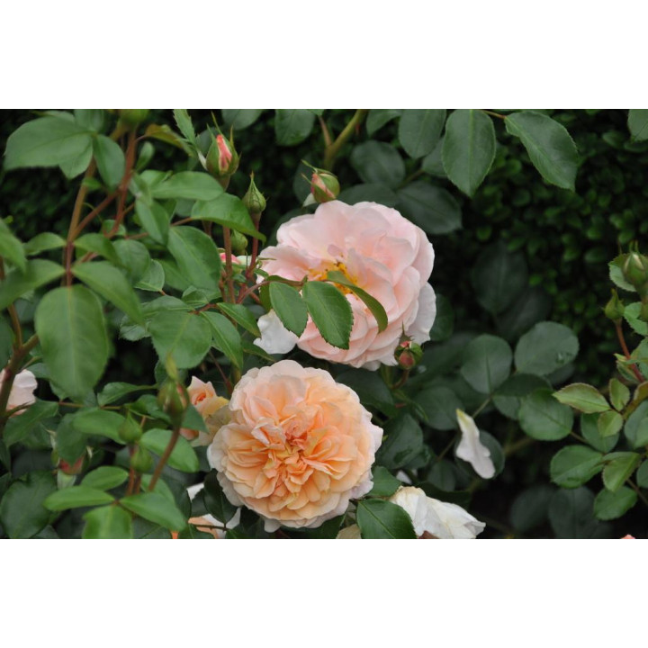 Róża Sangerhäuser Jubileumsrose®