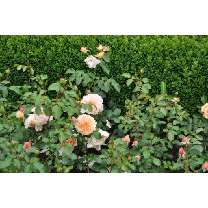 Róża Sangerhäuser Jubileumsrose®