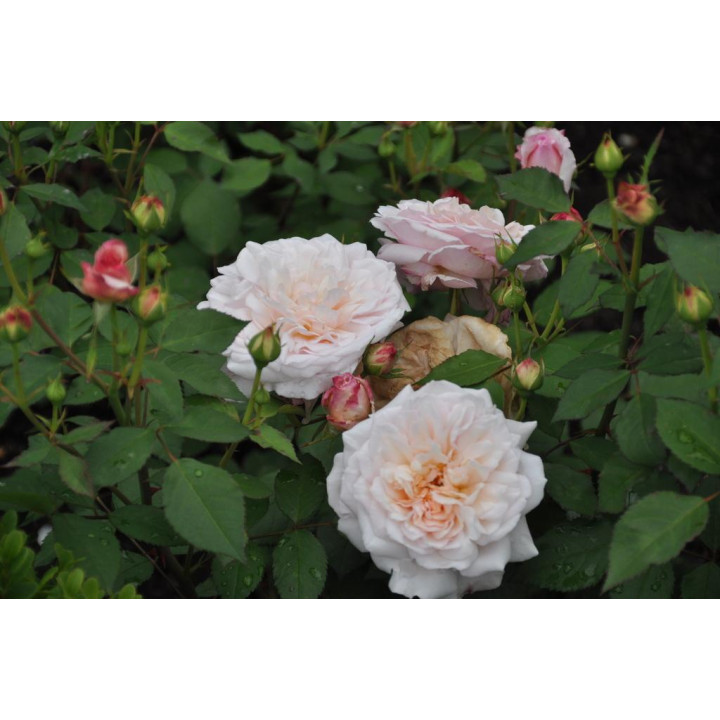 Róża Sangerhäuser Jubileumsrose®