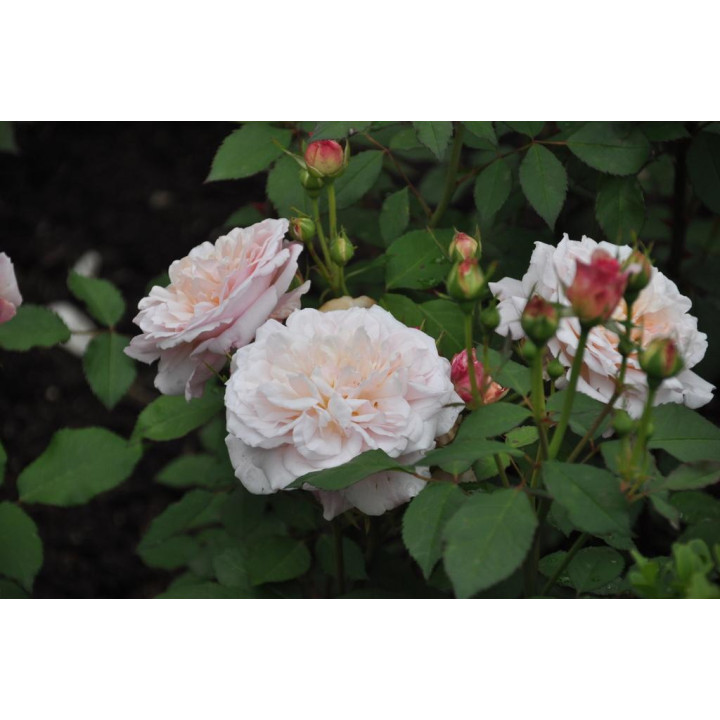 Róża Sangerhäuser Jubileumsrose®