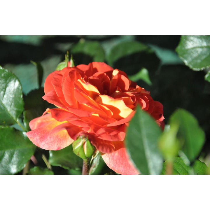 Róża Gebrüder Grimm® ADR 2007