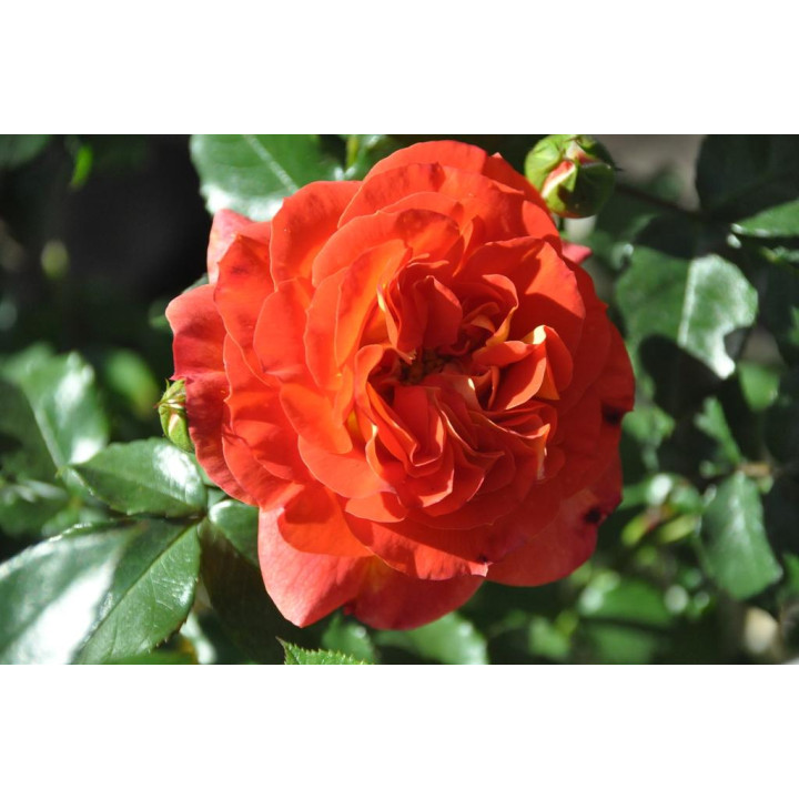 Róża Gebrüder Grimm® ADR 2007