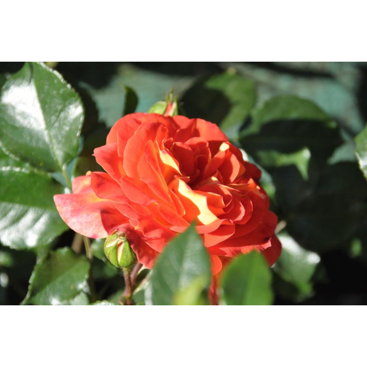 Róża Gebrüder Grimm® ADR 2007