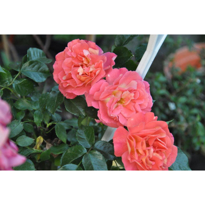 Róża Gebrüder Grimm® ADR 2007