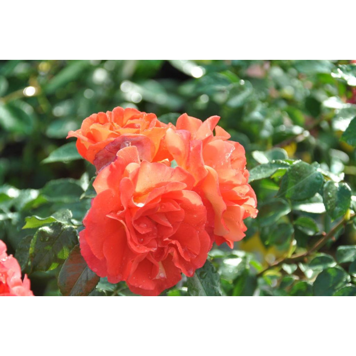 Róża Gebrüder Grimm® ADR 2007